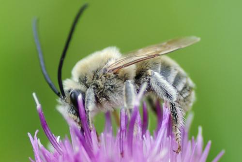 Eucera sp.